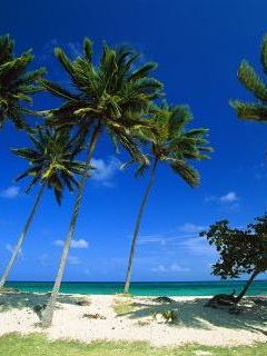 Bacardi Beach, Cayo Levantado, Dominican Republic.jpg
